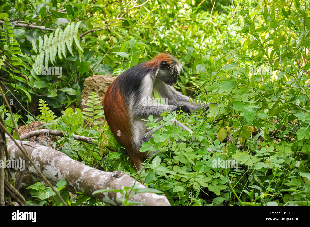 Affen auf den Bäumen in den Jozani Forest, Sansibar, Tansania Stockfoto