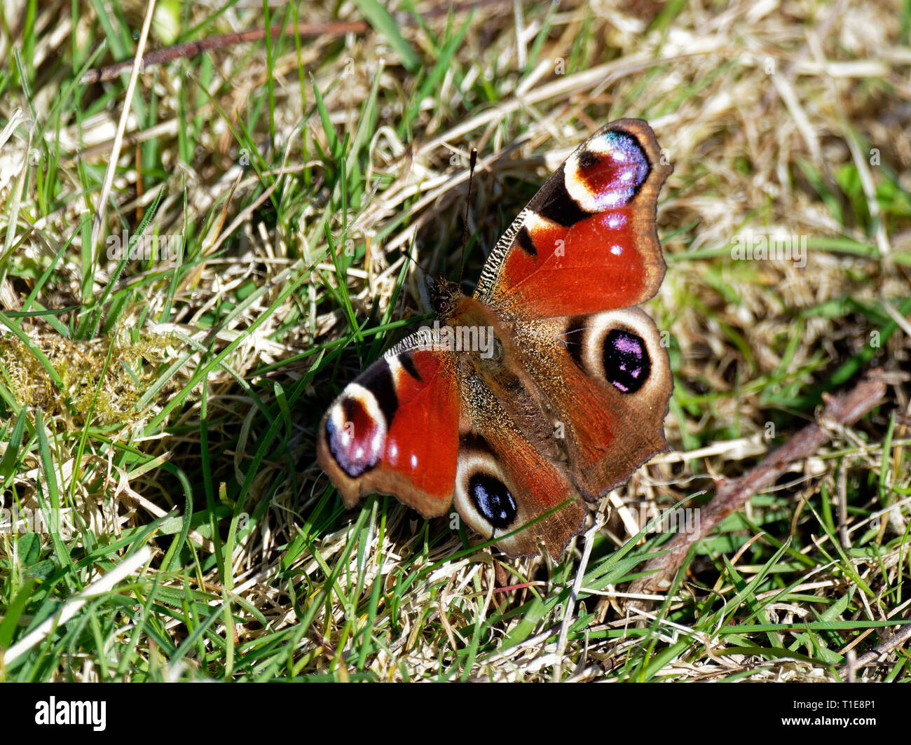 Peacock Schmetterlinge, Großbritannien Stockfoto