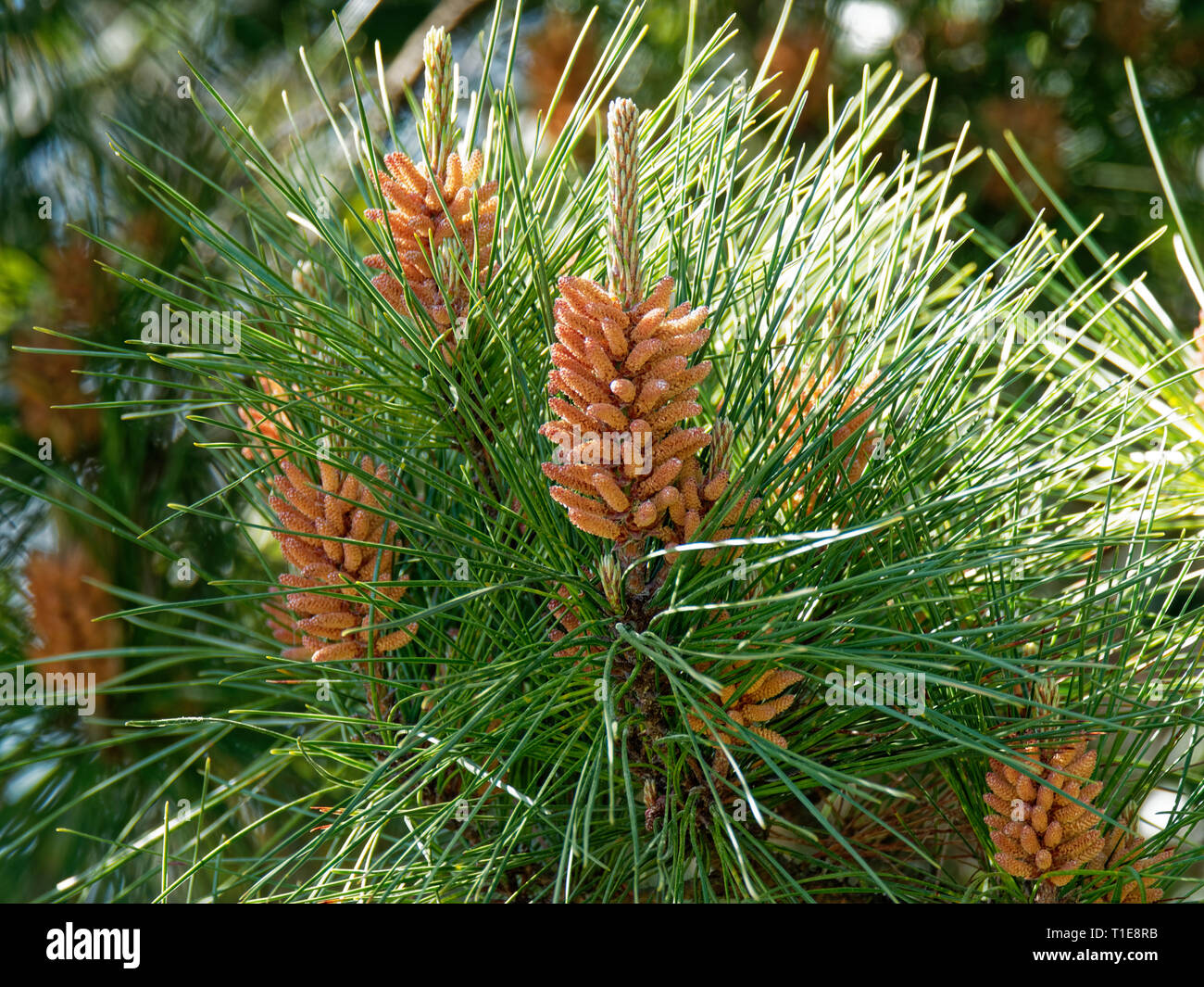 Kiefer, Kegel und Nadeln. Großbritannien Stockfoto