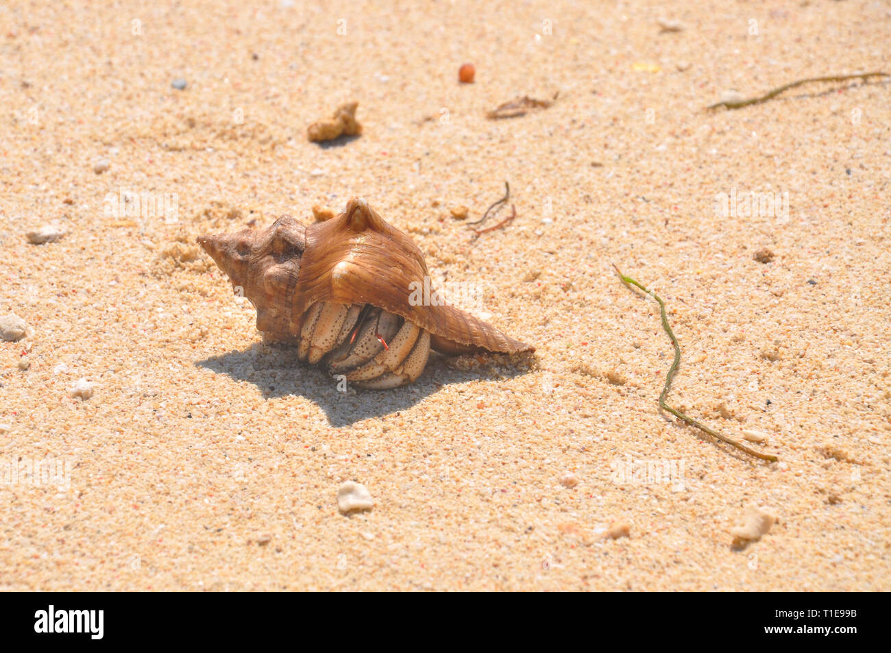 Sansibar Tansania Einsiedlerkrebs am Strand Sand Stockfoto