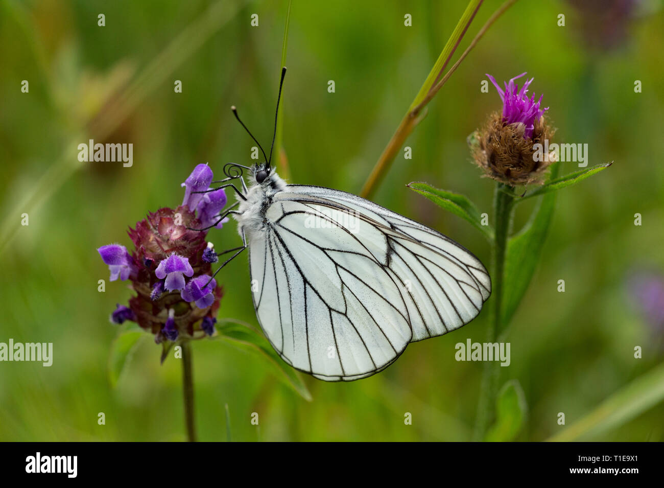 Schwarz geäderten weißer Schmetterling (Aporia Crataegi) Stockfoto