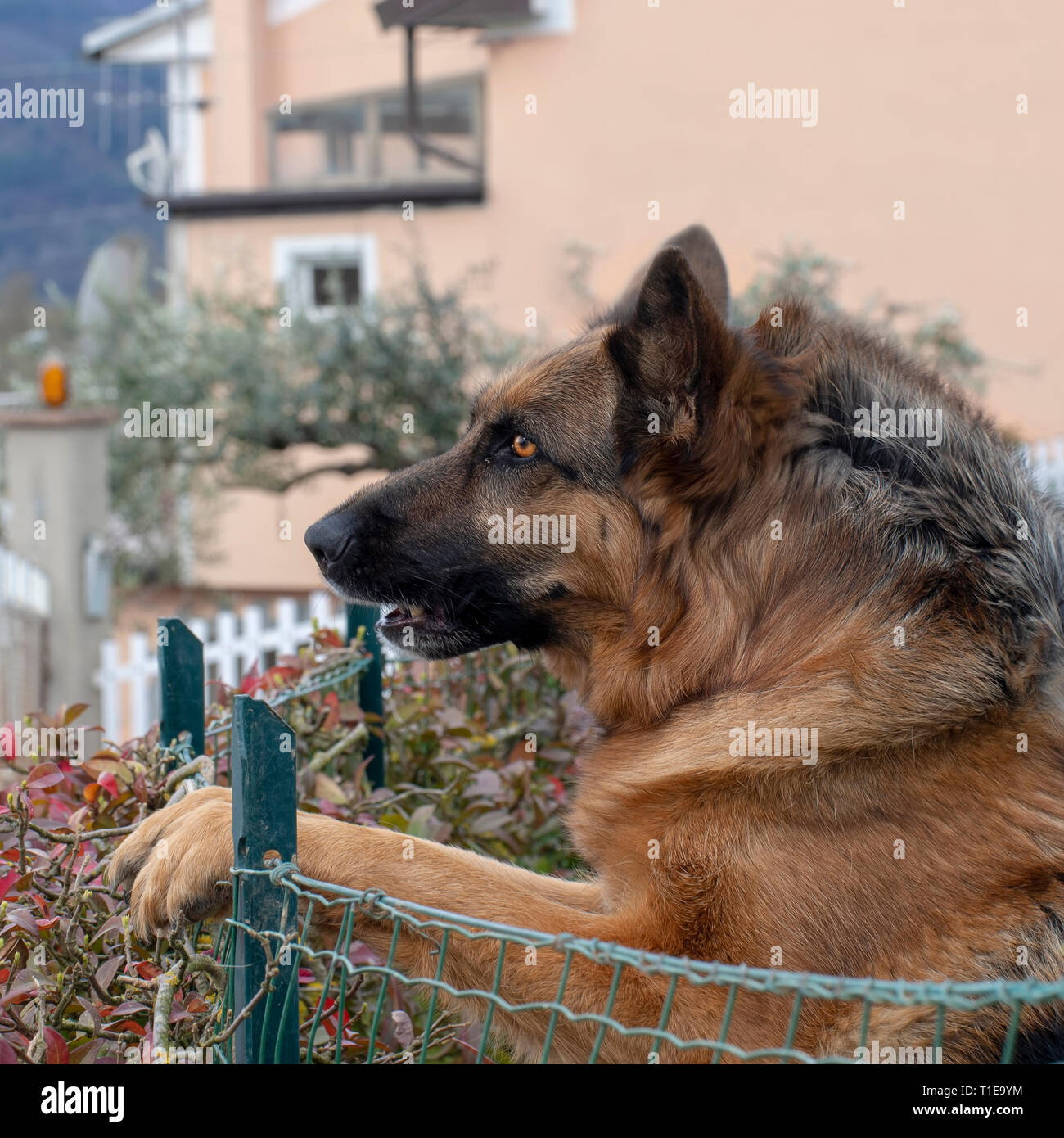 Kopf der Deutschen Schäferhund oder Schäferhund, draußen im Garten. Schöner Hund. Stockfoto