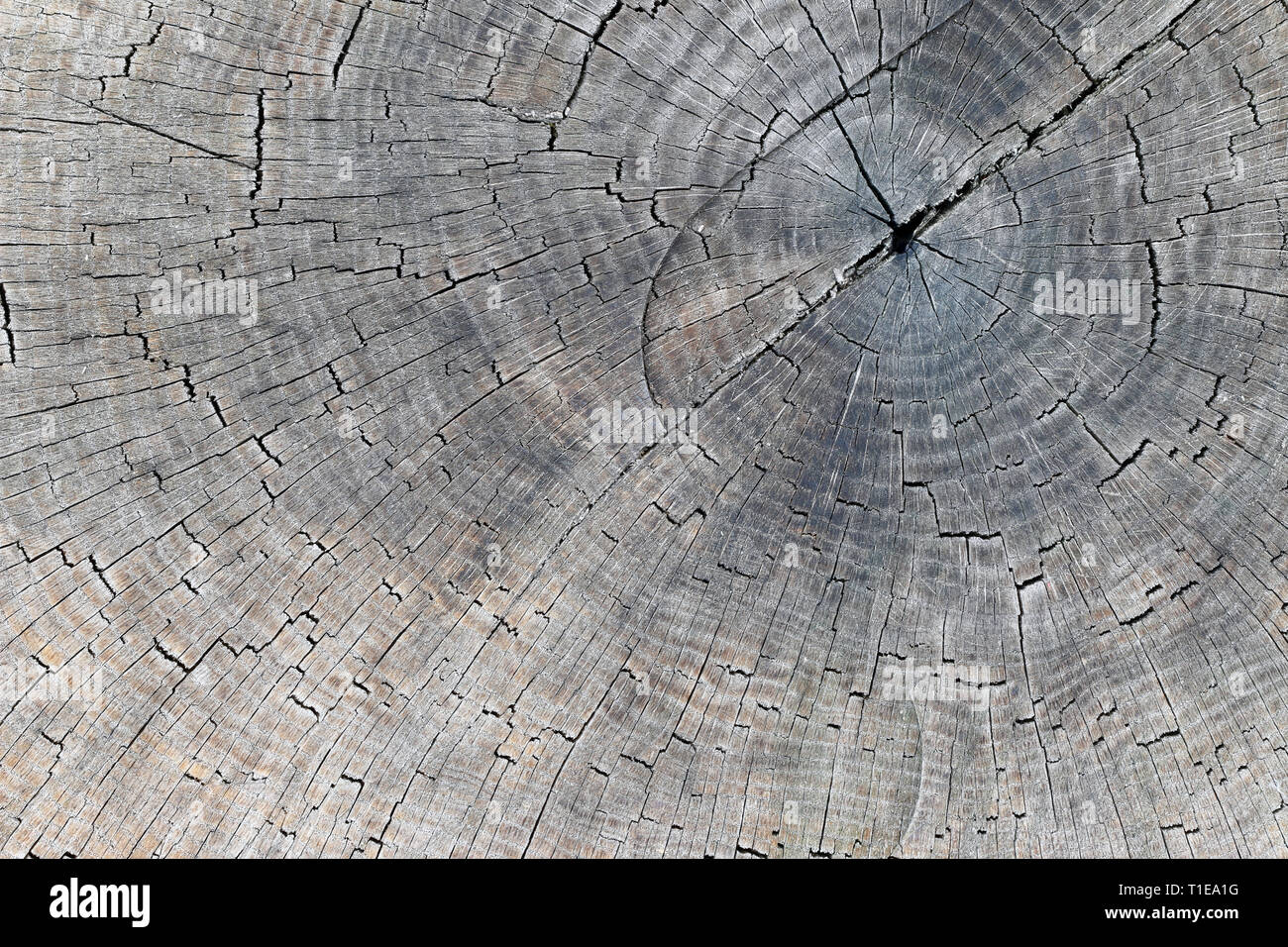 Detail des geschnittenen Baumstammes - Restringe Stockfoto