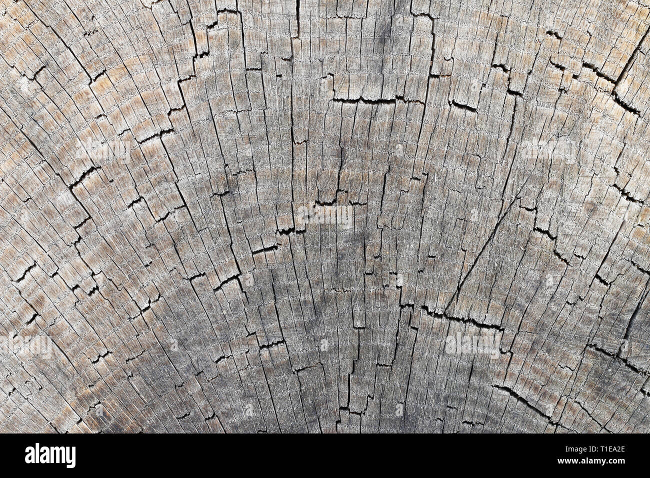 Detail des geschnittenen Baumstammes - Restringe Stockfoto