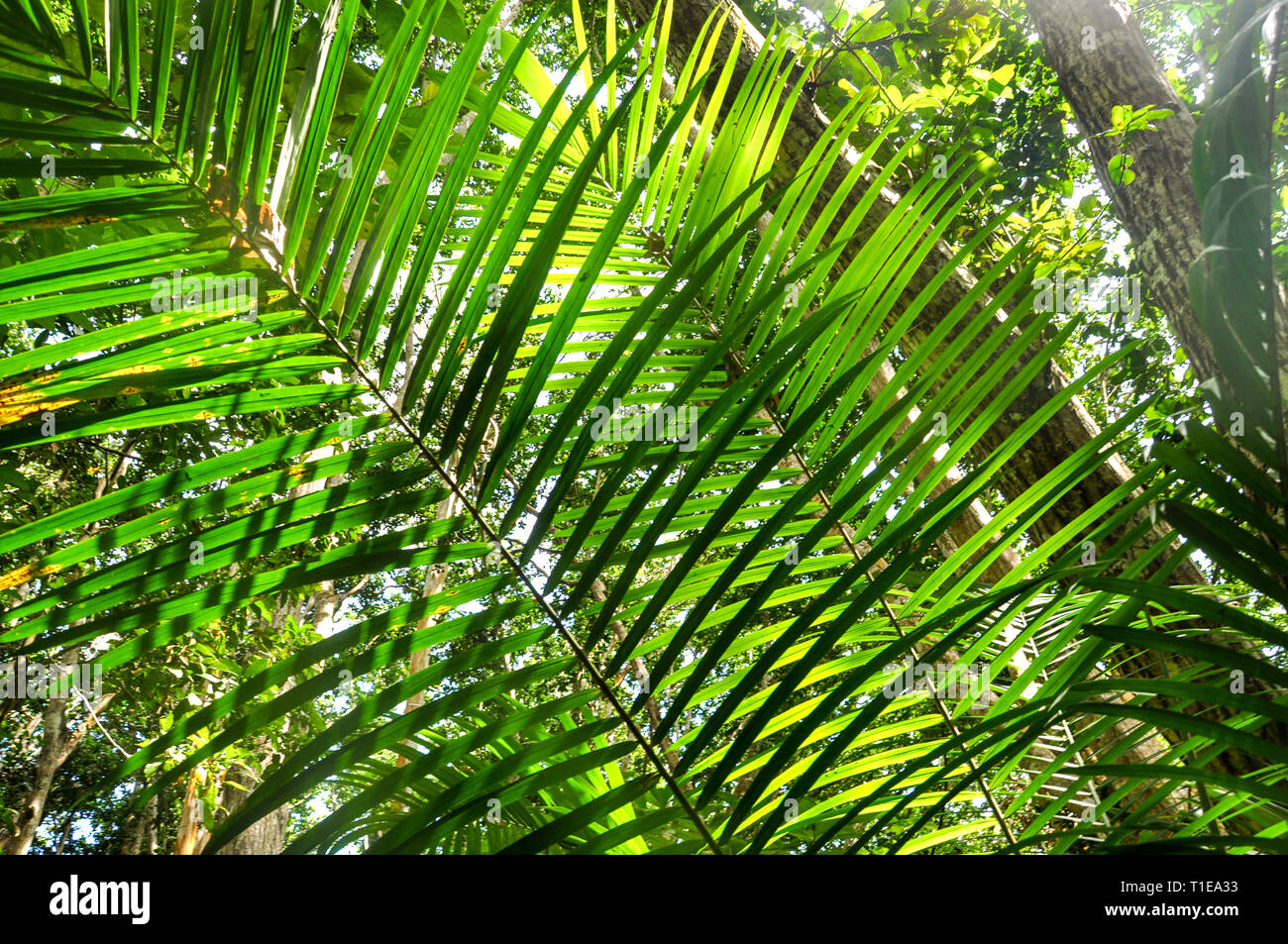 Jozani Forest Sansibar Tansania Stockfoto