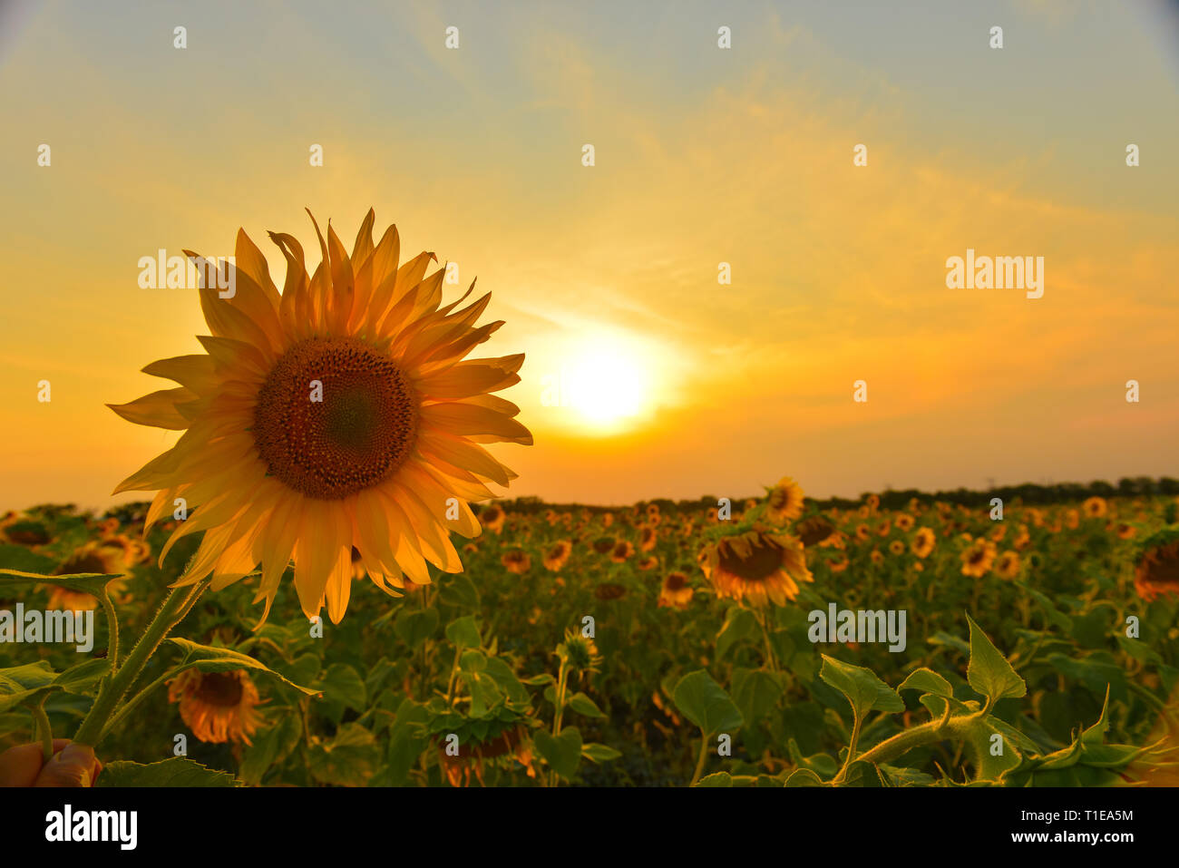 Rising Sun oben Sonnenblumenfeld Stockfoto