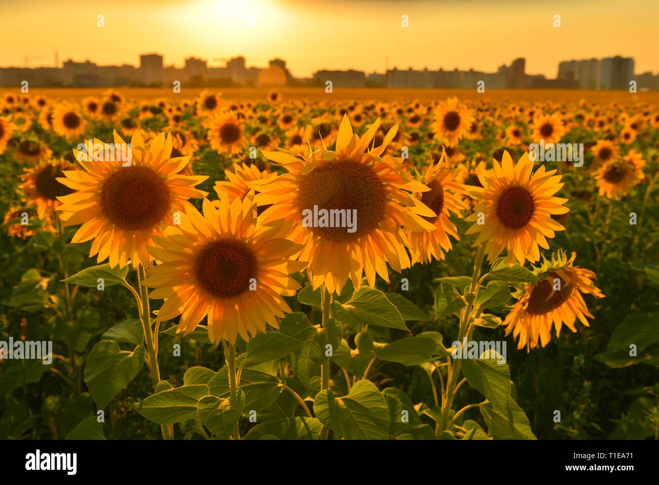 Rising Sun oben Sonnenblumenfeld Stockfoto
