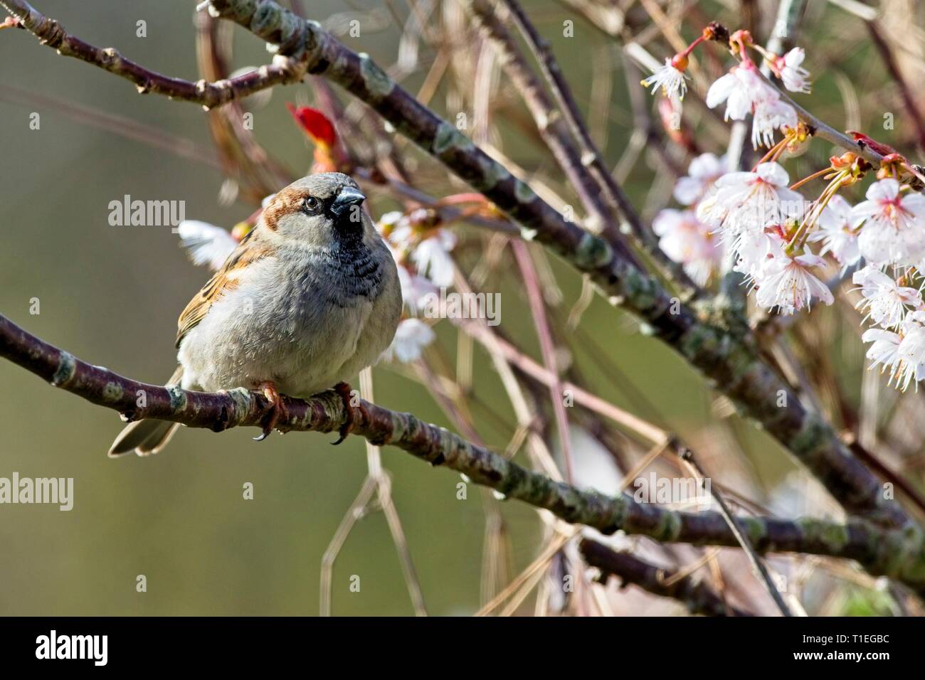 26 Mär, 2019. UK Wetter. Ein Haussperling (Passer domesticus) Sitzstangen unter Cherry Blossom heute Morgen in East Sussex, UK. Credit: Ed Brown/Alamy leben Nachrichten Stockfoto