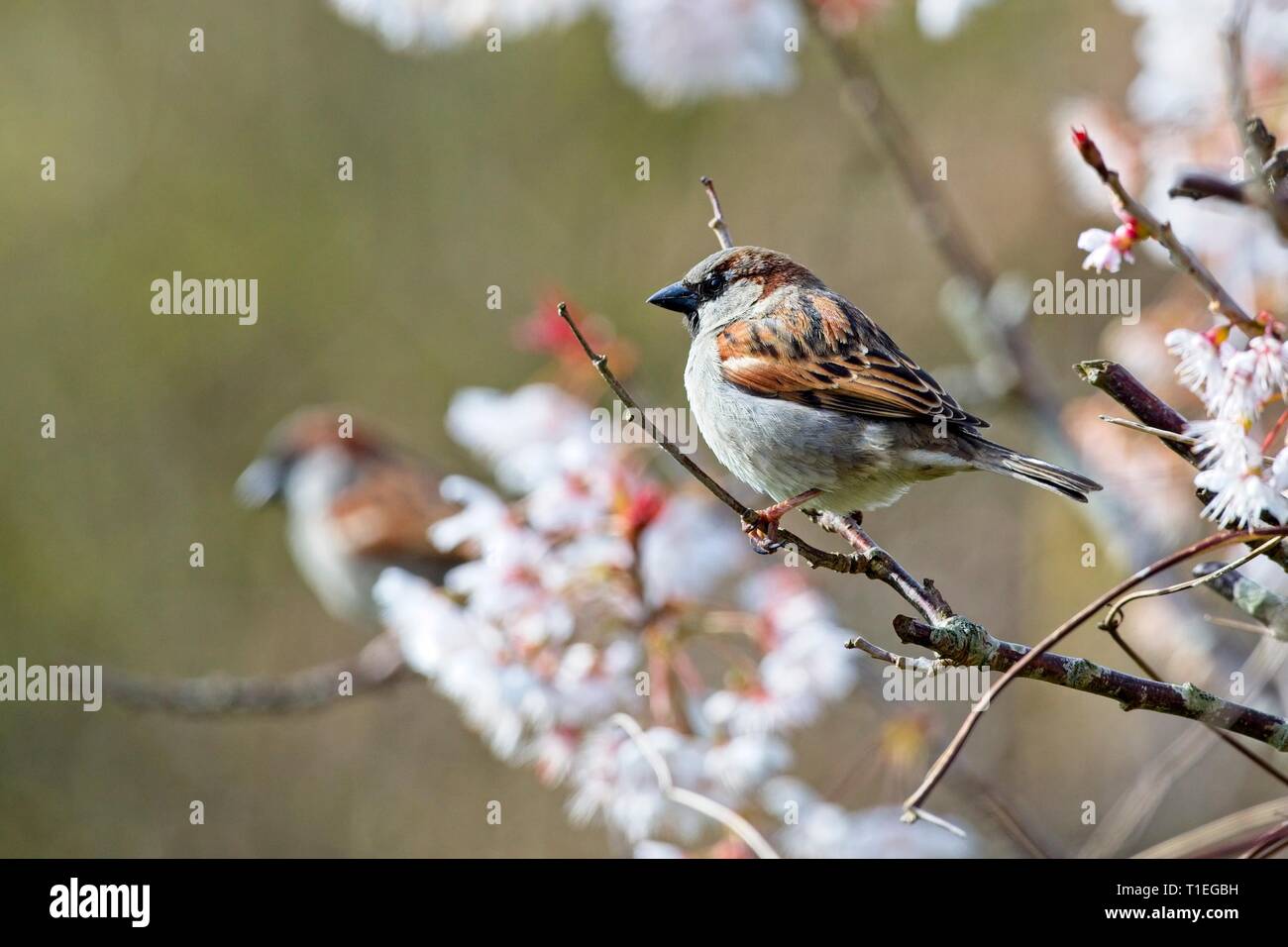 26 Mär, 2019. UK Wetter. Ein Haussperling (Passer domesticus) Sitzstangen unter Cherry Blossom heute Morgen in East Sussex, UK. Credit: Ed Brown/Alamy leben Nachrichten Stockfoto