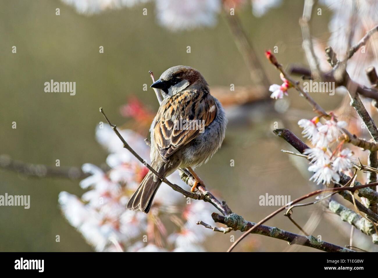 26 Mär, 2019. UK Wetter. Ein Haussperling (Passer domesticus) Sitzstangen unter Cherry Blossom heute Morgen in East Sussex, UK. Credit: Ed Brown/Alamy leben Nachrichten Stockfoto