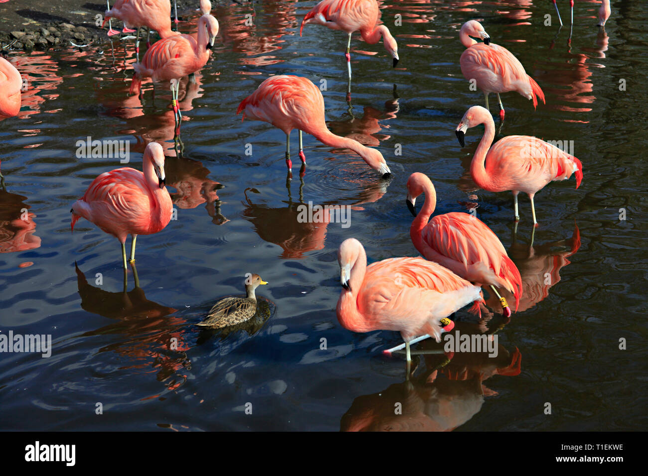 Burscough, Lancashire. 26. März 2019. UK Wetter: eine Stockente Ente schwimmt durch eine Gruppe von Flamingos bei Martin bloße wetland Centre, Burscough, Großbritannien, da die Feder Wetter bleibt wechselhaft. Premos/Alamy leben Nachrichten Stockfoto