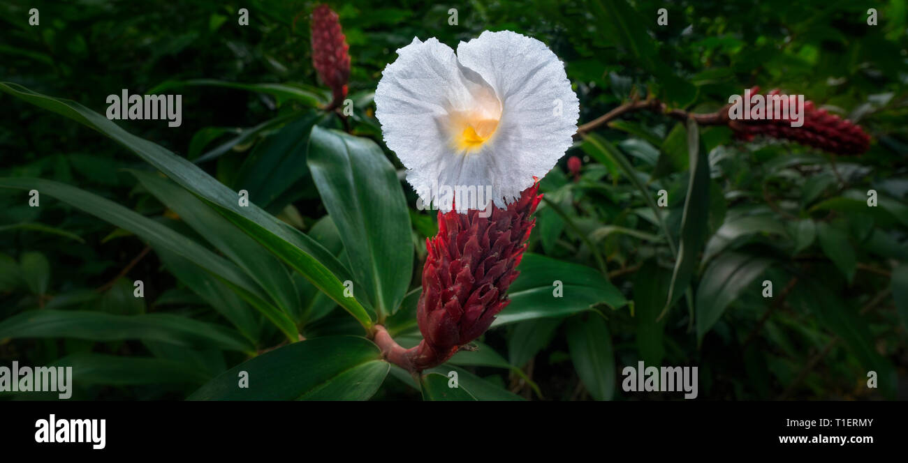 Nahaufnahme von Spiral Flagge (Costus Speciousus) Blume. Hoomaluhia Botanischer Garten, Oahu, Hawaii Stockfoto