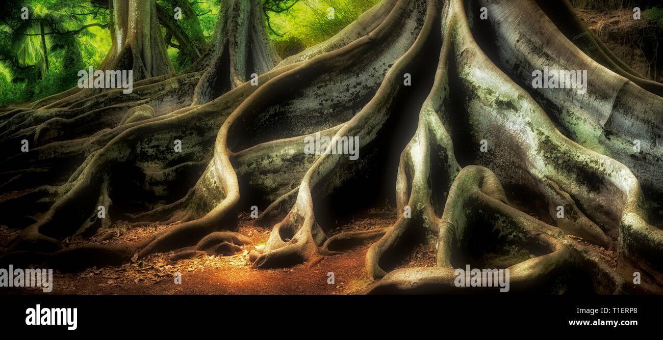 Morton Bay Feigenbäume. Alerton Gärten. In Jurassic Park film Stockfoto