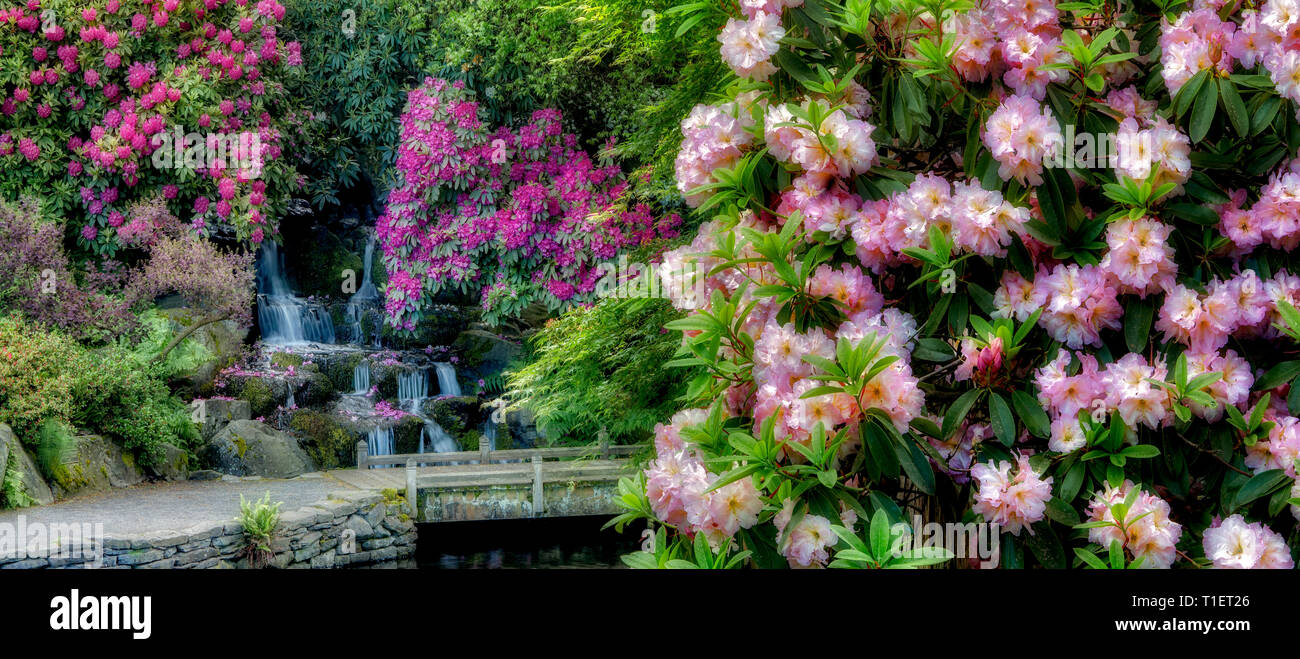 Rhododendren, Teich und Wasserfall mit kleinen Brücke. Crystal Springs Rhododendron Gardens, Oregon Stockfoto