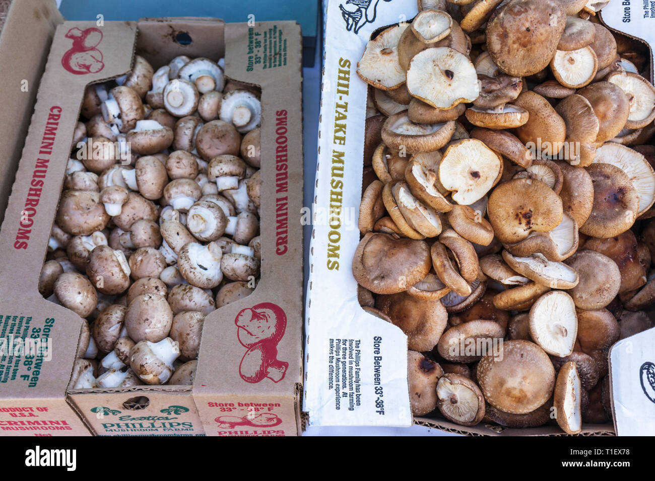 Miami Beach Florida, Botanischer Garten, Tour of, Miami Beach, Gärten, Gartenbau, Gartenarbeit, produzieren, Gemüse, Bauernmarkt, Boxen, Crimini, Shiitake, Mushr Stockfoto