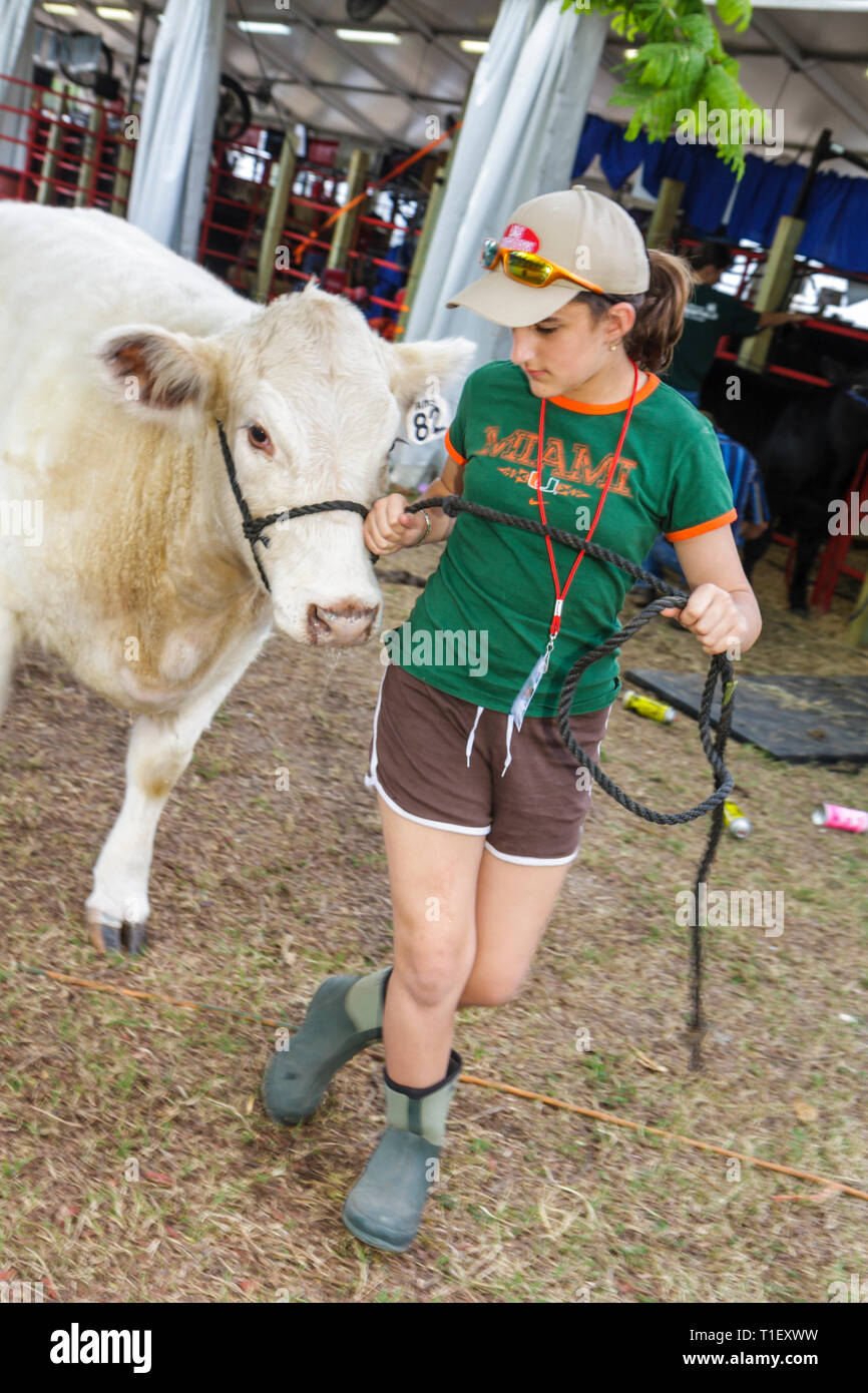Miami Florida, Kendall, Tropical Park, Miami International Agriculture & Cattle Show, Zucht, Viehhandel, Agrargeschäft, Mädchen, Jüngere, weibliche Kuh Stockfoto