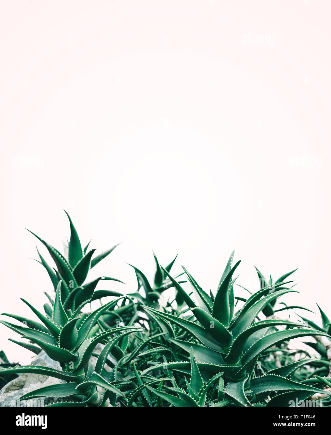 Cooler Minimal Art Design mit Aloe Vera Pflanze in Pastelltönen und grüne Farbe. Kreative, zeitgenössische und trendigen Hintergrund Layout. Stockfoto
