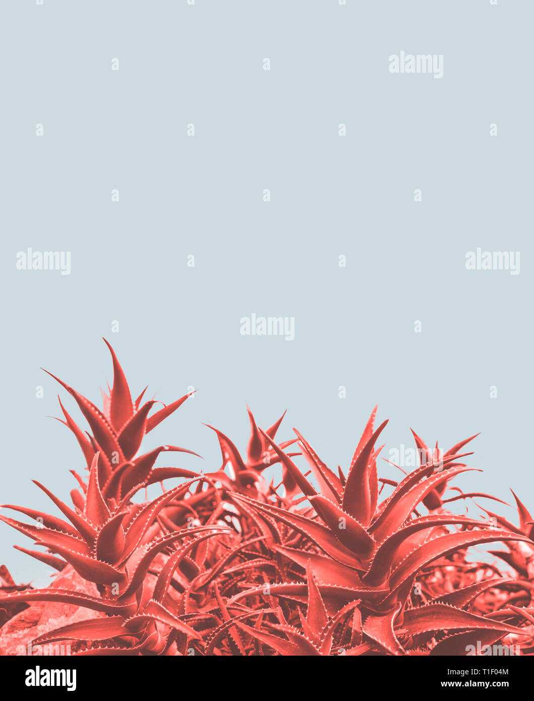 Minimale zeitgenössisches kreatives Design mit Aloe Pflanze in Coral Farbe des Jahres. Einzigartige und trendigen surreale pastellfarbenen Hintergrund. Stockfoto