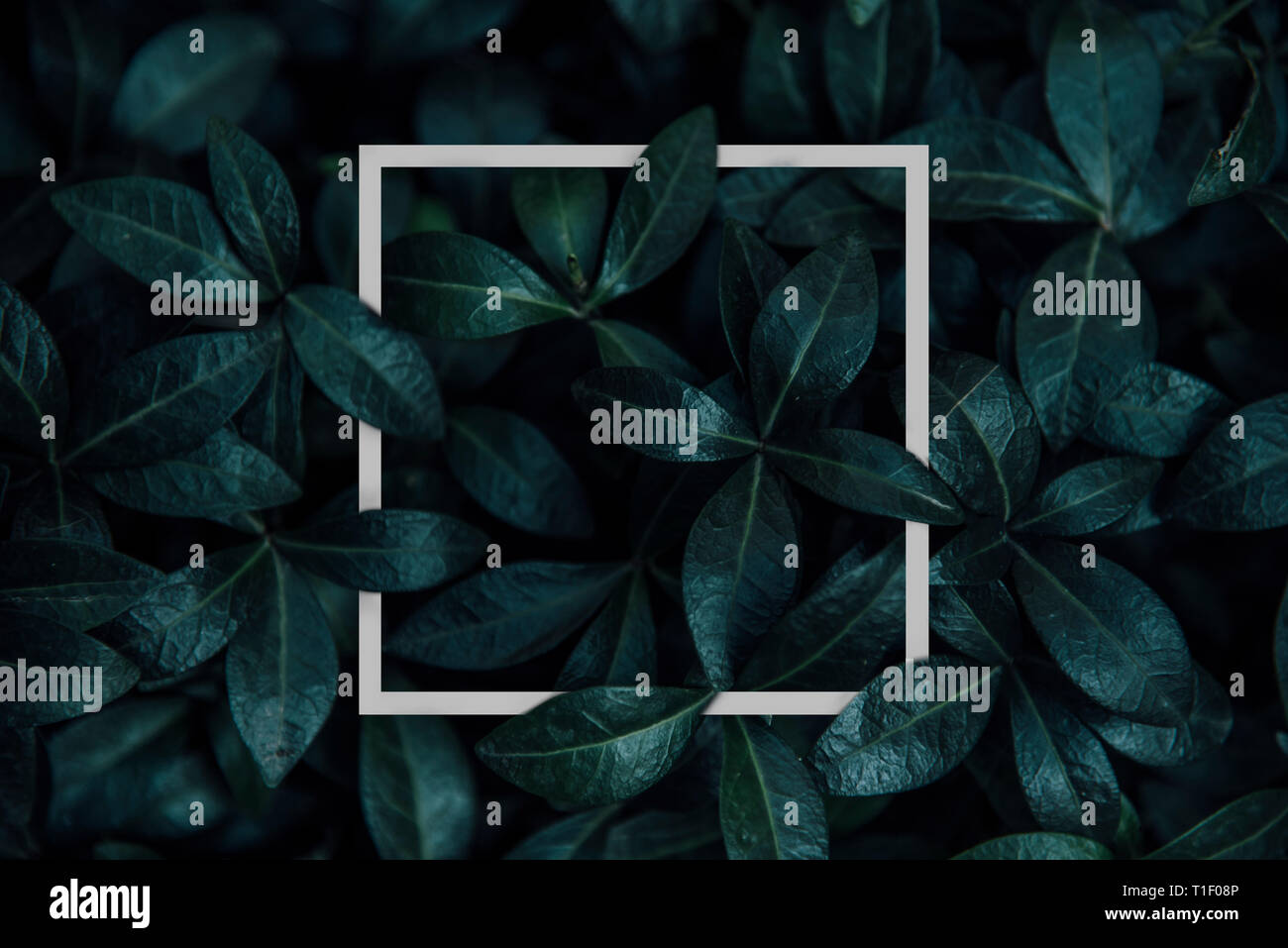 Natürliche grüne Pflanze Muster Hintergrund mit weißen quadratischen Rahmen. Dunkle natur Layout Design Ansicht von oben. Moody Foto Filter. Stockfoto