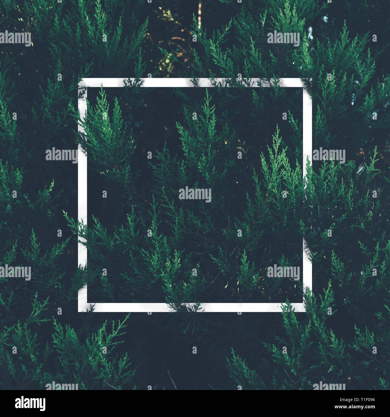 Natürliche grüne Pflanze Muster Hintergrund mit weißen quadratischen Rahmen. Dunkle natur Layout Design Ansicht von oben. Moody Foto Filter. Stockfoto
