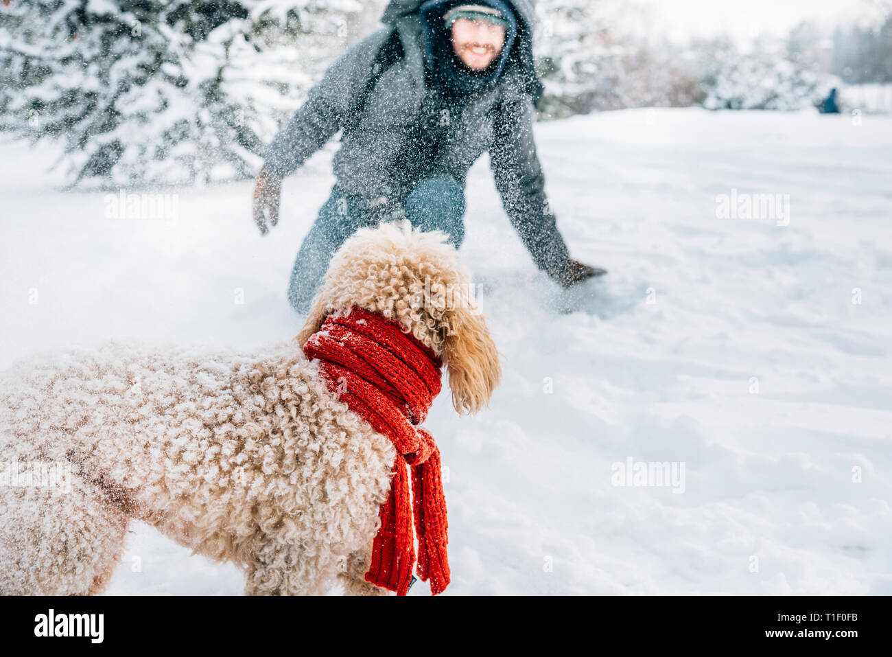 Schneeballschlacht Spaß mit Pet und seinen Besitzer in den Schnee. Winterurlaub Emotion. Nette Pfütze Hund und Mann spielt und läuft in den Wald. Film Filter Stockfoto