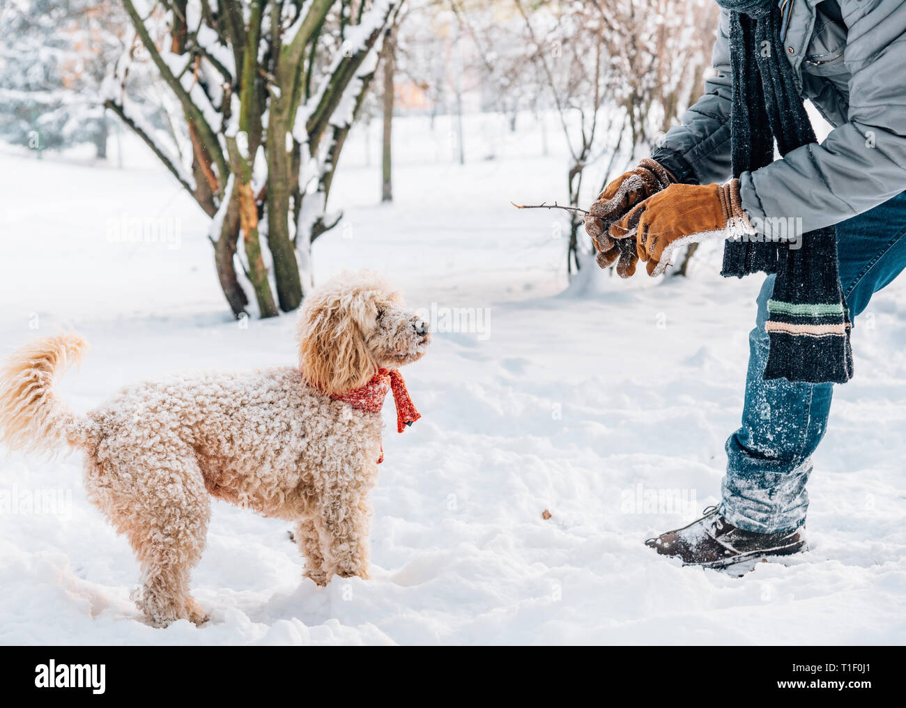 Schneeballschlacht Spaß mit Pet und seinen Besitzer in den Schnee. Winterurlaub Emotion. Nette Pfütze Hund und Mann spielt und läuft in den Wald. Film Filter Stockfoto
