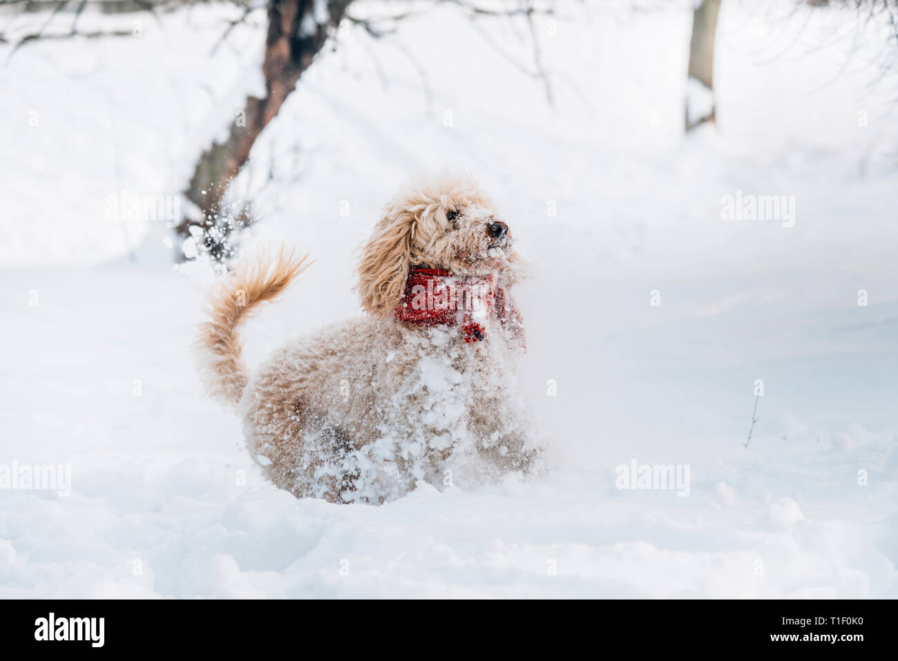 Netten und lustigen kleinen Hund mit roten Schal spielen und springen in den Schnee. Happy Pfütze Spaß mit Schneeflocken. Outdoor Winter Glück. Stockfoto