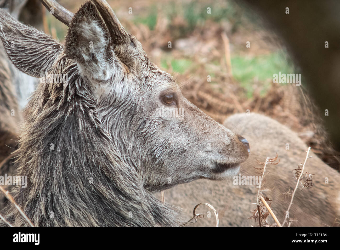 London, Vereinigtes Königreich: Reh im Richmond Park. Stockfoto