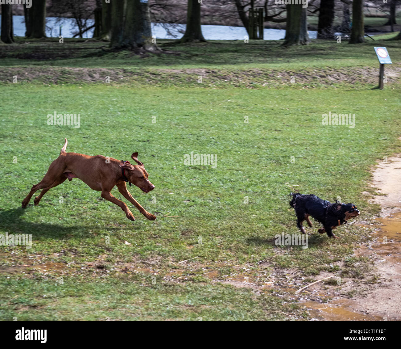London, Großbritannien: zwei Hunde spielen in Richmond Park. Stockfoto
