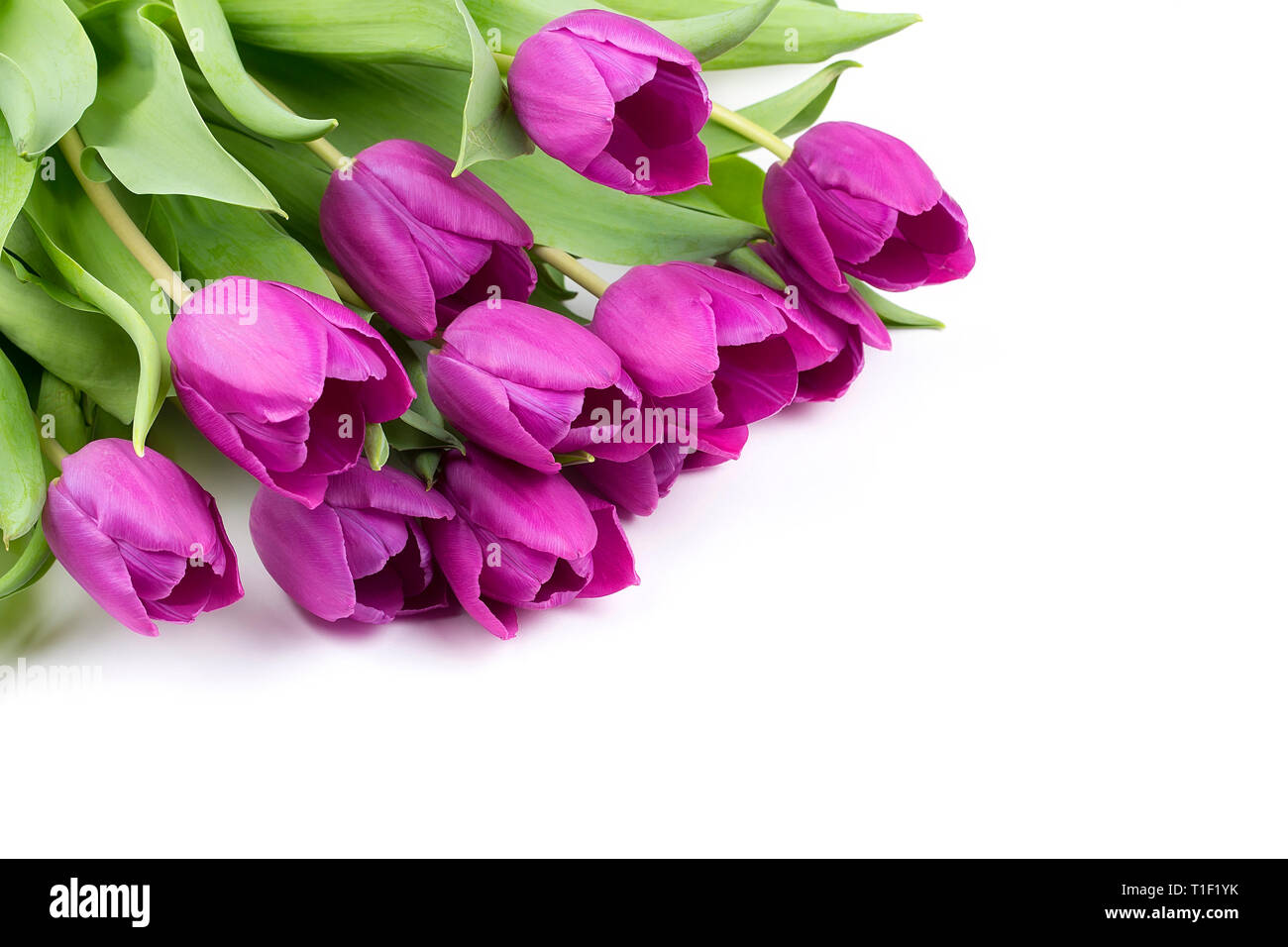 Frisches lila Tulpen Stockfoto
