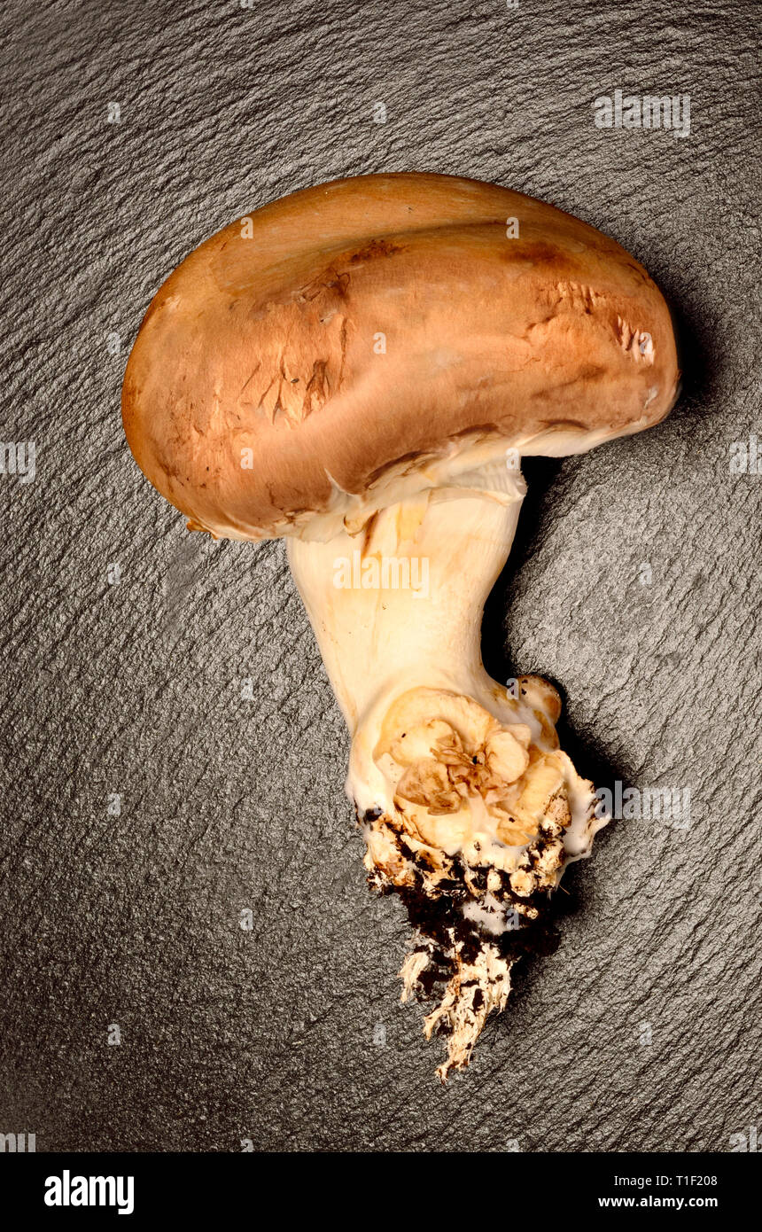 Große kastanie Pilz auf schiefer Hintergrund Stockfoto