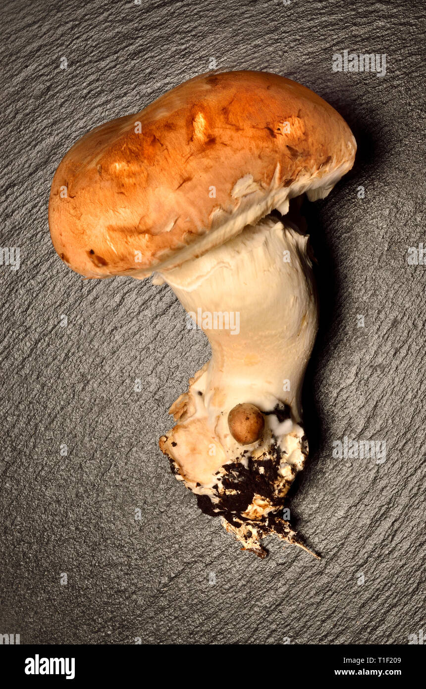 Große kastanie Pilz auf schiefer Hintergrund Stockfoto