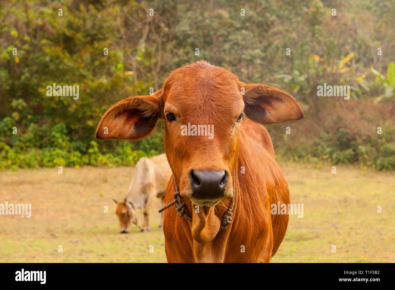 Gesund Happy Cow am Bio-Bauernhof. Stockfoto