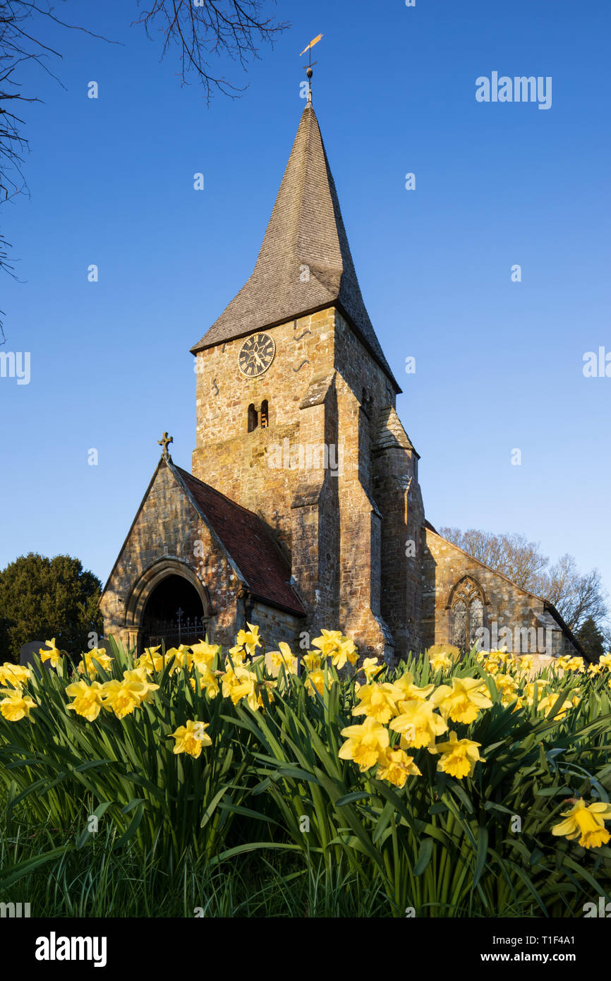 West vor St Bartholomews church mit Frühling Narzissen in der Abendsonne, Burwash, East Sussex, England, Vereinigtes Königreich, Europa Stockfoto