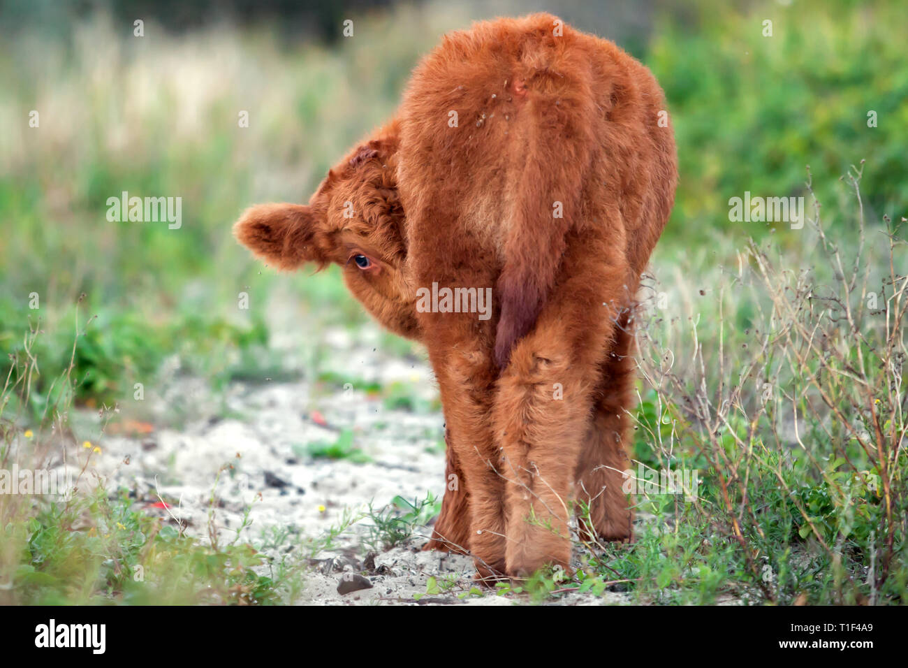 Den Haag - schottische Highlander Kalb Westduinpark. Stockfoto