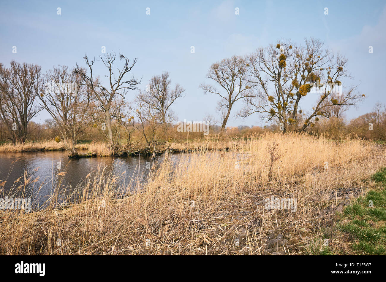 Frühling Landschaft mit Reed an einem See. Stockfoto