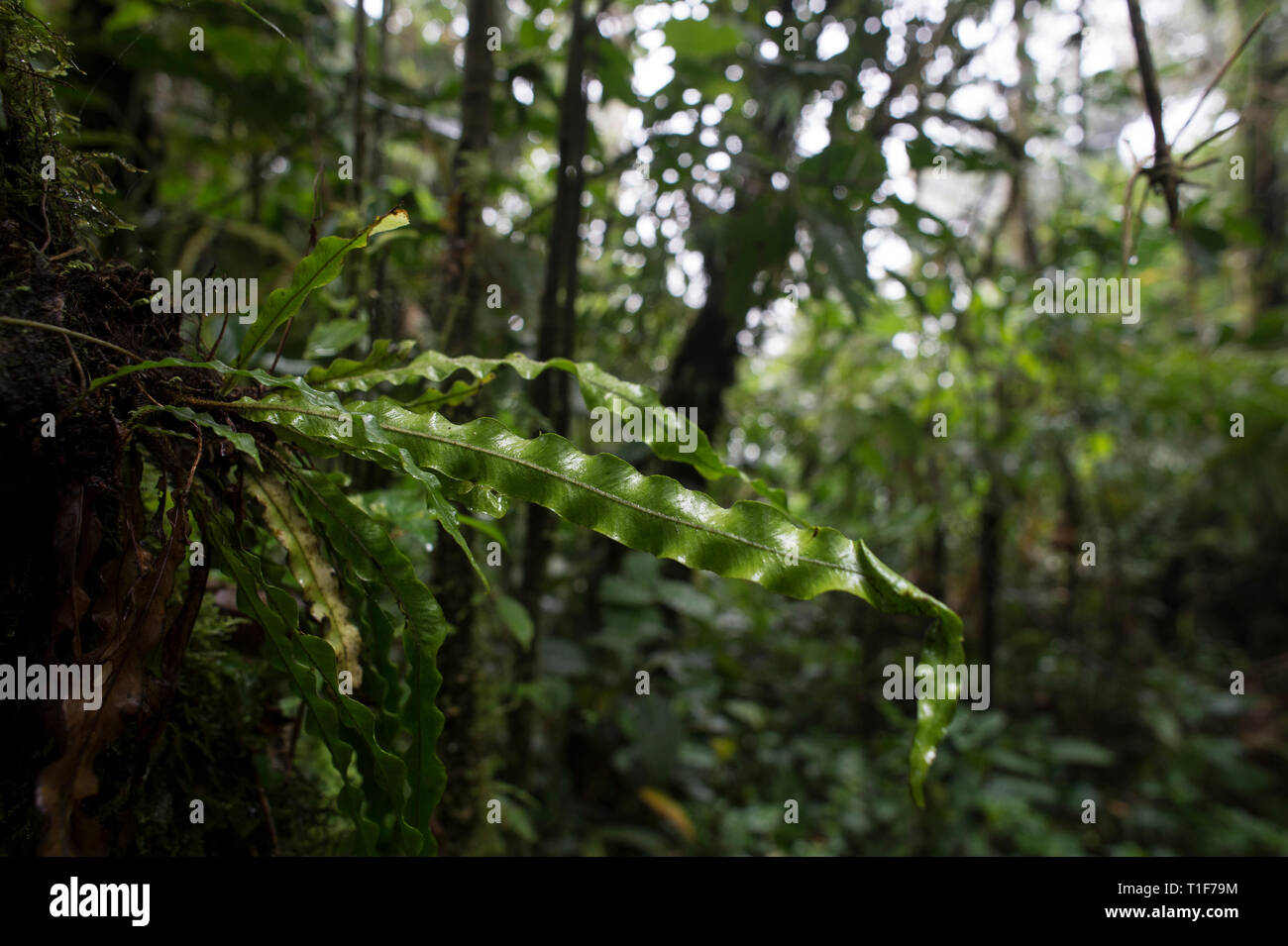 Hart Zunge, Elaphoglossum eximium, Lomariopsdaceae, Santa Elena Nebelwald, Reserve, Costa Rica, Centroamerica Stockfoto