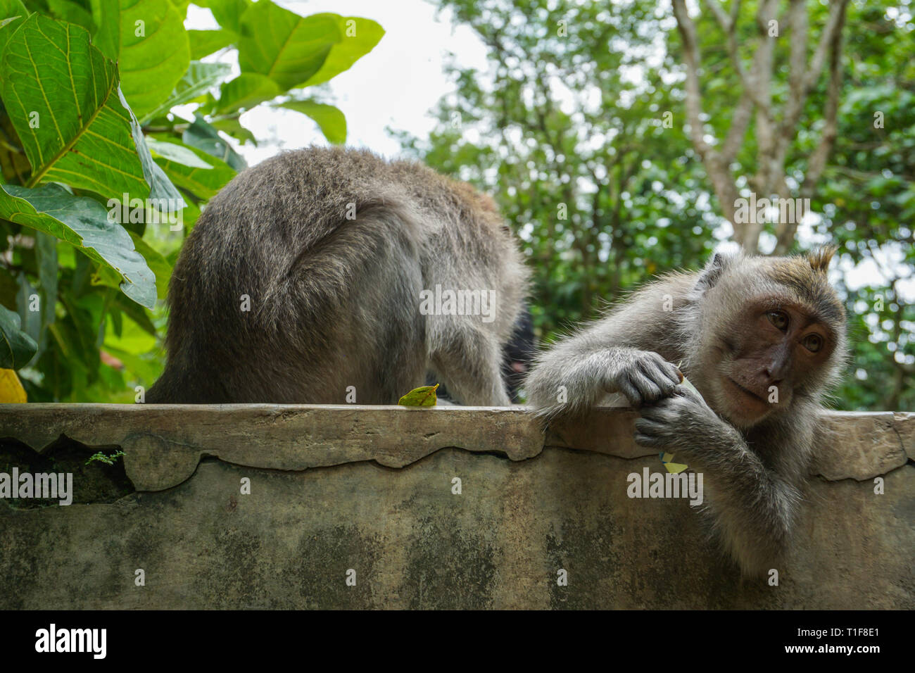 Zwei Affen hilft Loswerden Flöhe zum anderen zu kommen, Bali Stockfoto