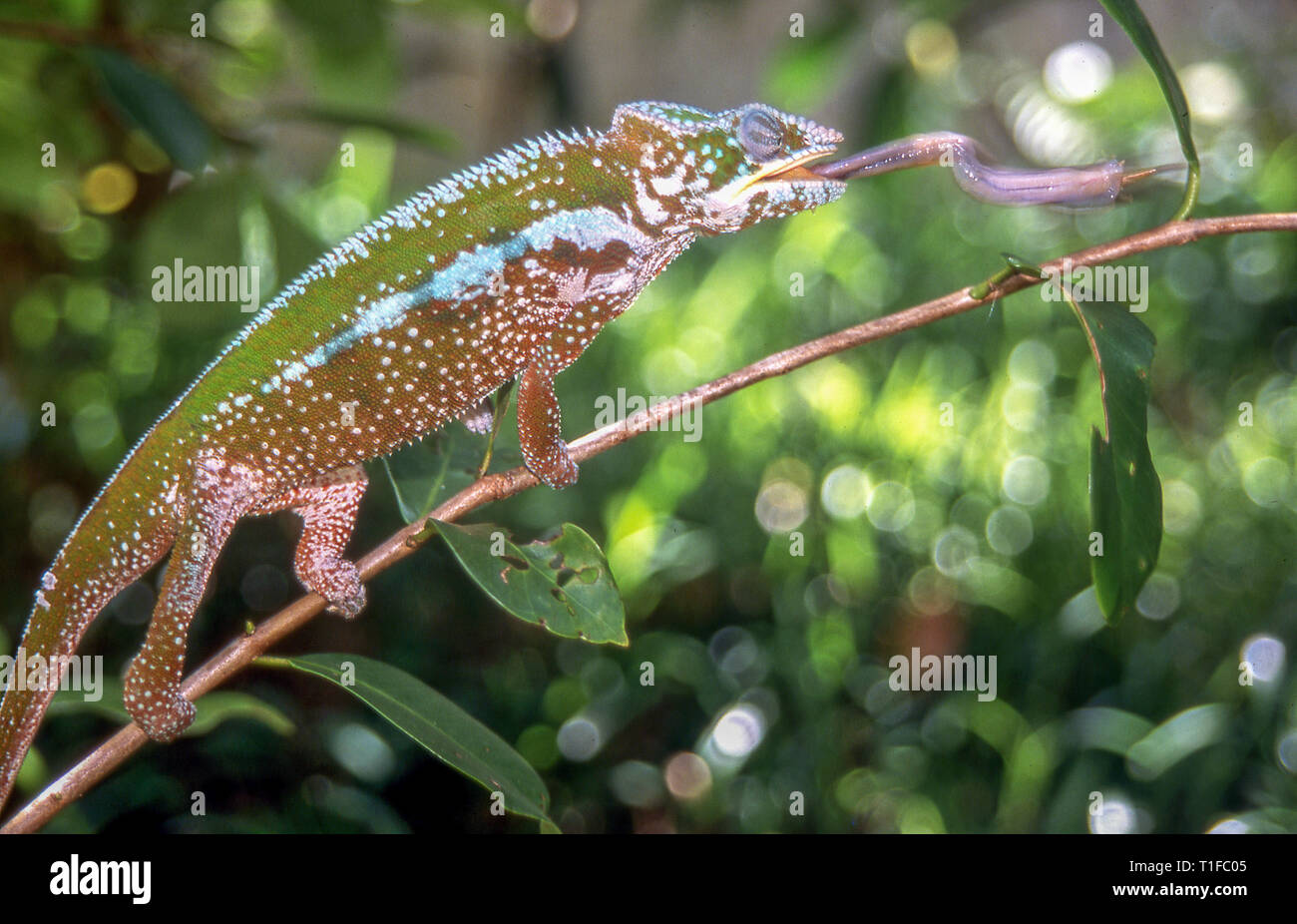 Chameleon ist ein Kricket durch seine Zunge sich auf den Wald von Madagaskar Stockfoto