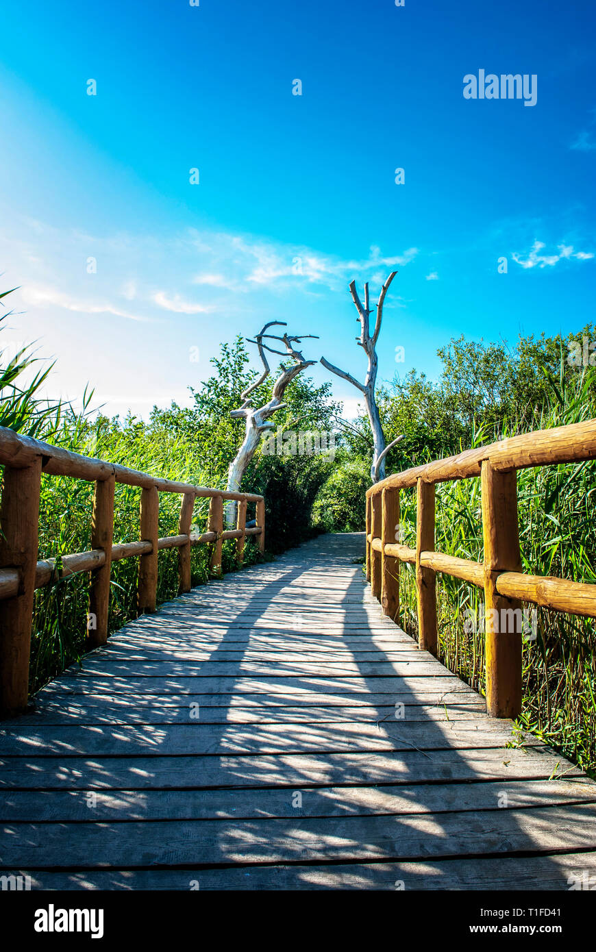 Friedliche Natur Holz- spaziergang Trail bei Sonnenuntergang. Stockfoto