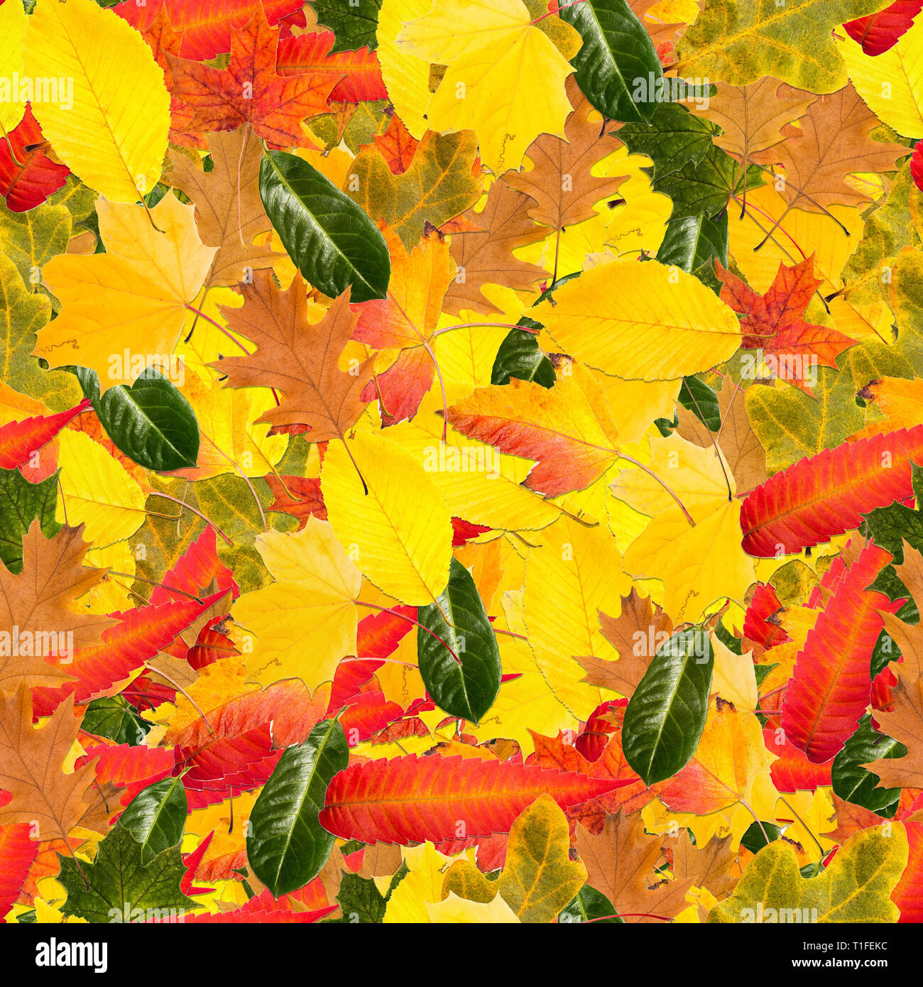 Nathloser kachelbare Hintergrund und Muster der buntes Laub im Herbst Stockfoto