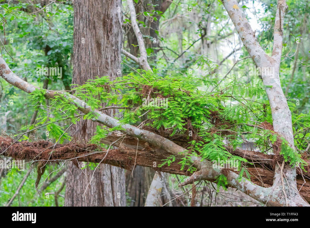 Auferstehung Farn in den gefallenen Cypress Tree in den Everglades National Park in Florida Cypress Wald wächst. Stockfoto