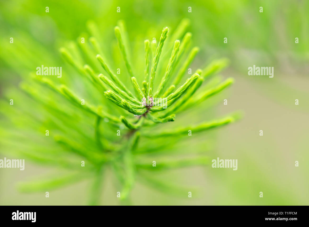 Üppig grüne Pine Tree Nadeln mit verschwommenen Hintergrund Stockfoto