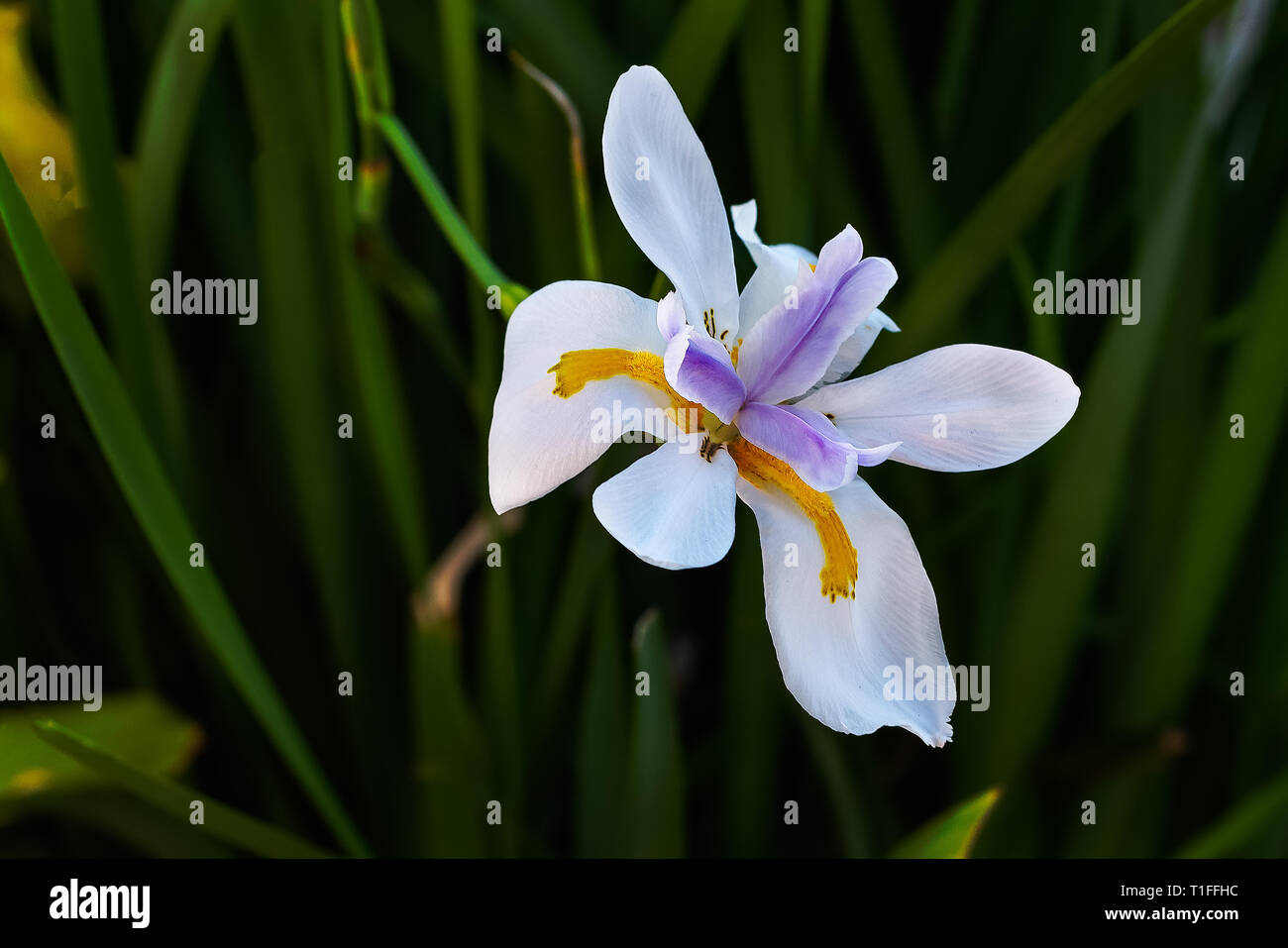 Weiß Wild Iris (Märchen Iris) mit linearen Blättern und großen, weißen Blüten mit gelben Flecken am äußeren fällt und dunkel lila Streifen auf den inneren Blütenblätter. Stockfoto