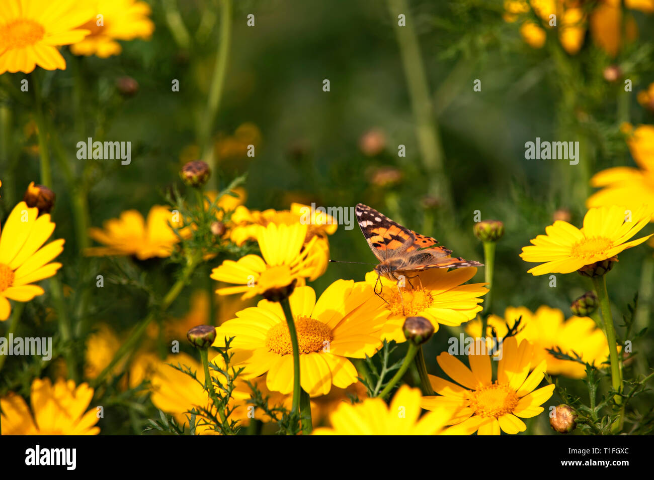 Schmetterling Vanessa cardui sitzen auf einer Blume Gelb wilde Chrysantheme während der Migration von Afrika nach Europa durch Israel Stockfoto