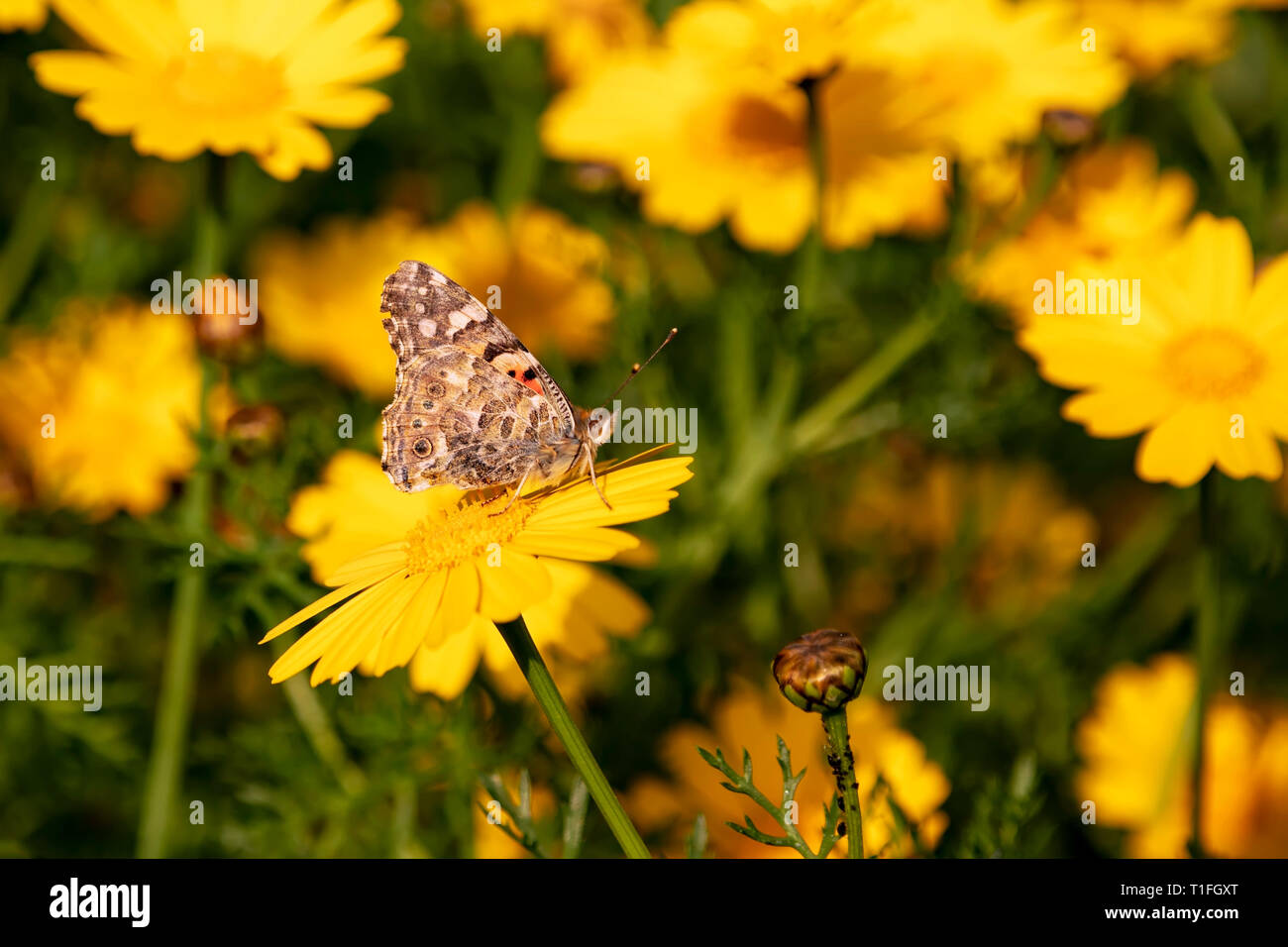 Schmetterling Vanessa cardui auf eine Blume von einem gelben wilde Chrysantheme in der Sonne beleuchtete während der Migration von Afrika nach Europa sitzen durch Israel Stockfoto