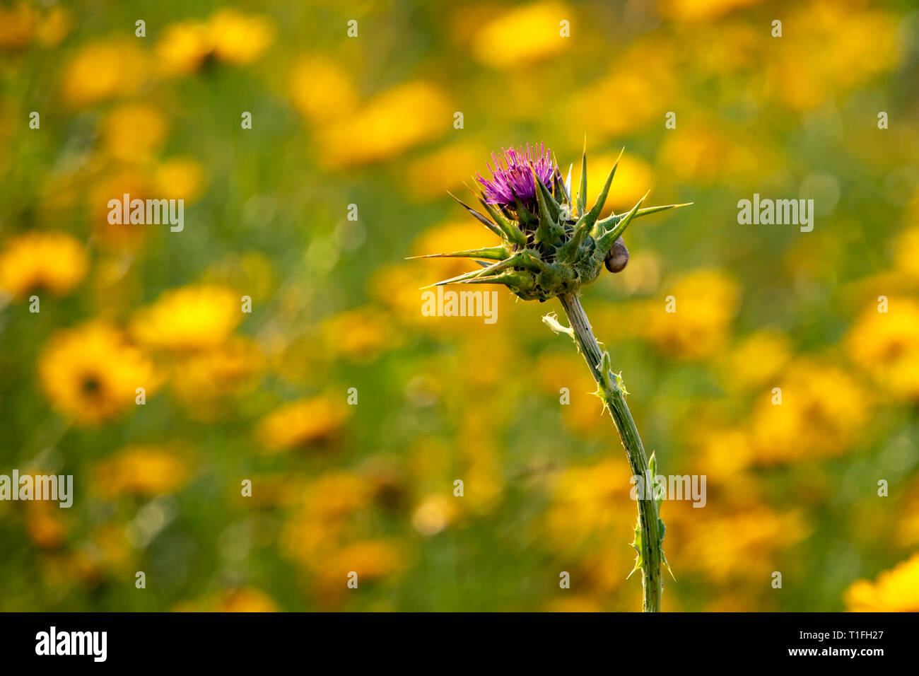 Thistle Blütenkopf in der Nähe auf einem unscharfen Hintergrund eines Feldes von gelben Blumen. Stockfoto