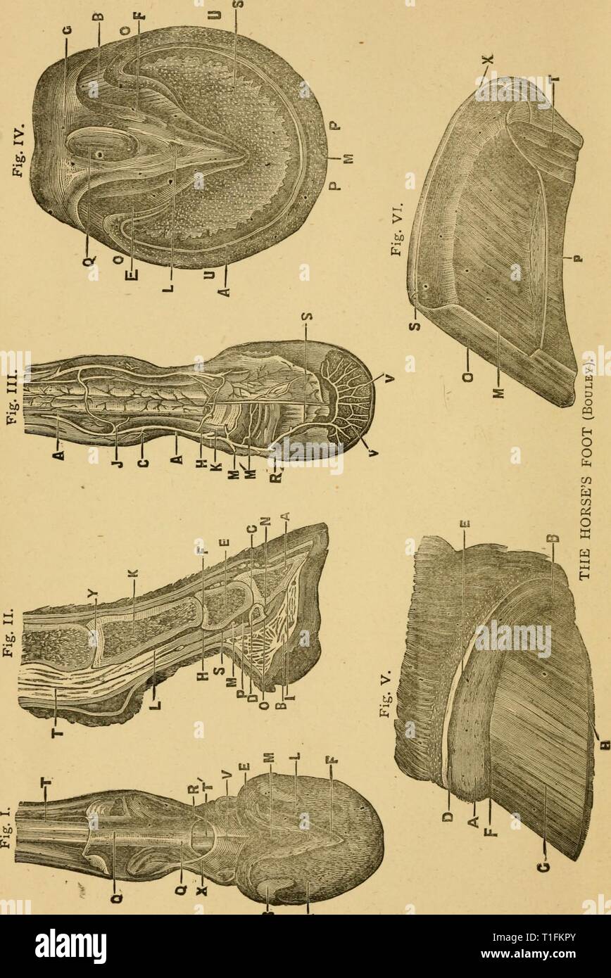 Krankheiten & Störungen der Krankheiten & Beschwerden des Pferdes: Eine Abhandlung über equine Medizin und Chirurgie diseasesdisorder 00 gres Jahr: 1886, 03. Stockfoto