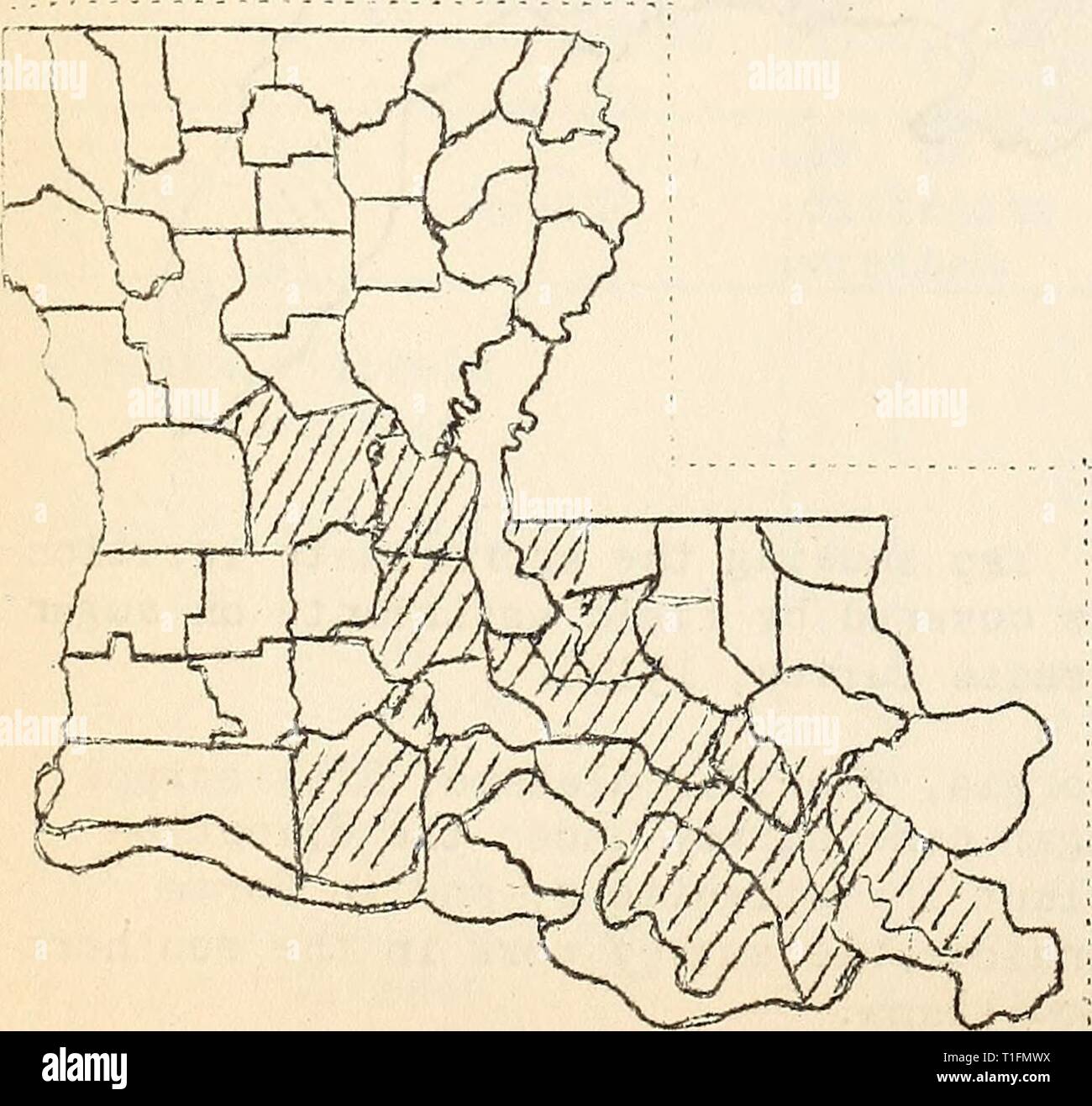Krankheiten aus Baumwolle, Zuckerrohr, Baumwolle, Zuckerrohr, Wald, Bäume, Zierpflanzen und verschiedene Pflanzen in den Vereinigten Staaten 1919 diseasesofcotton 11 mart Jahr: 1920 Am stärksten infes - großer Bereich in Louisiana Ted und folglich in der Uiiited Staaten, ist zwischen Hutcher und finden, wo 75 der Pflanzen auf jedem Planta- angesteckt wurden. Die Höhe reichte von 4-30 aus dem Bezirk zu New Orleans und von New Orleans nach der unteren Extremität. In der Payou-Lafourche Bezirk 1-8 der Pflanzen infiziert waren. In der Nähe von Cairo, Georgia (Grady County) die Inf Stockfoto