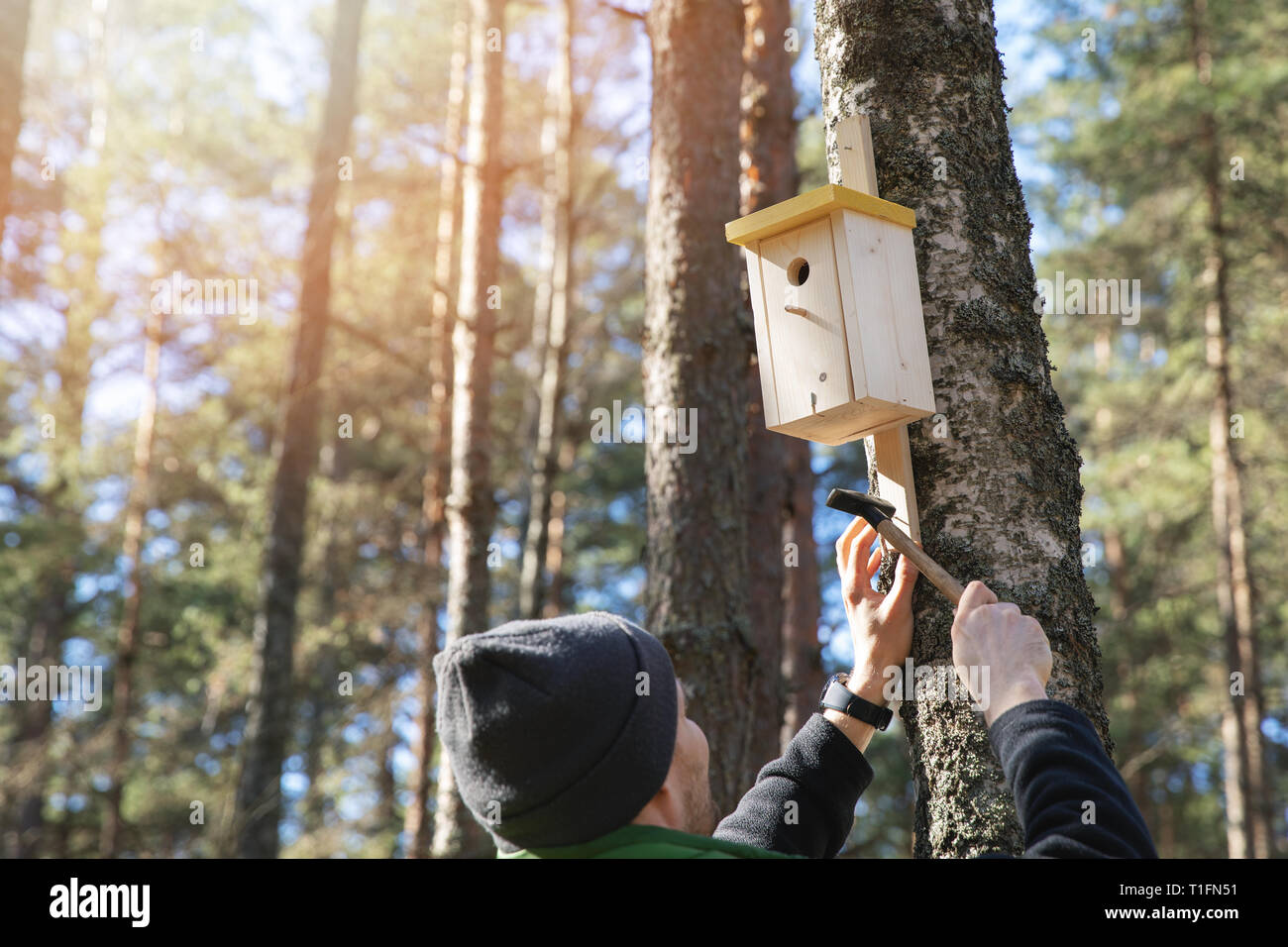 Man nageln Vogelhäuschen am Baum im Wald Stockfoto